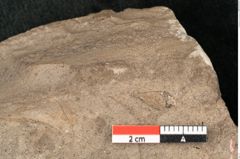 Foto (Detailansicht) von Carpinus betulus Linne (NHMW-GEO-2024-0188-15004)